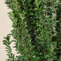 Euonymus Japonicus ‘Benkomasaki’ -The Palm Centre Store E 17661 5efdc267815b0