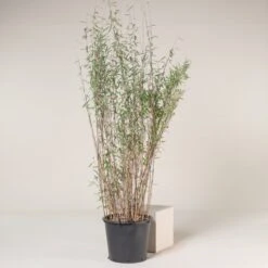 Fargesia Nitida ‘Black Pearl’ -The Palm Centre Store FBP 30 4 scaled 1