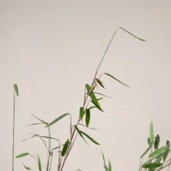 Fargesia Nitida ‘Black Pearl’ -The Palm Centre Store FBP 30 6 scaled 1