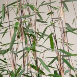 Fargesia Nitida ‘Black Pearl’ -The Palm Centre Store FBP 30 7 scaled 1