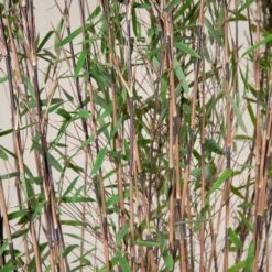 Fargesia Nitida ‘Black Pearl’ -The Palm Centre Store FBP 30 8 scaled 1