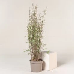 Fargesia Nitida ‘Black Pearl’ -The Palm Centre Store FBP 9 2 scaled 1