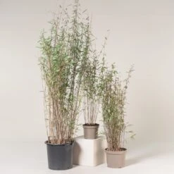 Fargesia Nitida ‘Black Pearl’