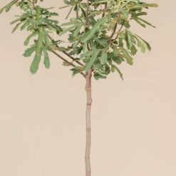 Ficus Carica ‘Brown Turkey’ (full Standard) -The Palm Centre Store FBT 60a963b001a4f