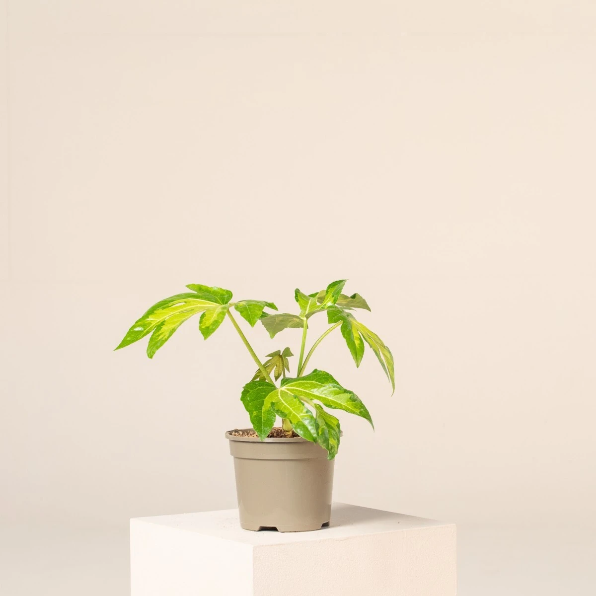 Fatsia Japonica ‘Camouflage’ 1 Fatsia Japonica ‘Camouflage’