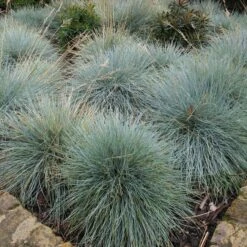 Festuca Glauca ‘Elijah Blue’ -The Palm Centre Store FEB 1 3 scaled 1