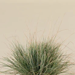 Festuca Glauca ‘Elijah Blue’ -The Palm Centre Store FEB 2 2