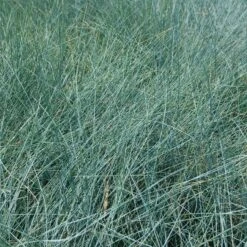 Festuca Glauca ‘Elijah Blue’ -The Palm Centre Store FEB 2 3 1 scaled 1