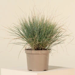 Festuca Glauca ‘Elijah Blue’ -The Palm Centre Store FEB 2 3