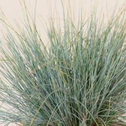 Festuca Glauca ‘Elijah Blue’ -The Palm Centre Store FEB 2 4