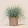 Festuca Glauca ‘Elijah Blue’