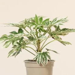 Fatsia Japonica ‘Spider’s Web’ -The Palm Centre Store FEW 3 4 scaled 1
