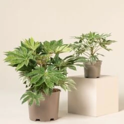 Fatsia Japonica ‘Spider’s Web’