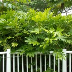 Fatsia Japonica -The Palm Centre Store FJA 1 2 scaled 1