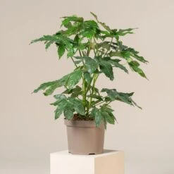 Fatsia Japonica -The Palm Centre Store FJA 10 3 scaled 1