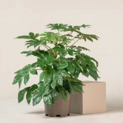 Fatsia Japonica -The Palm Centre Store FJA 15 1 2 scaled 1