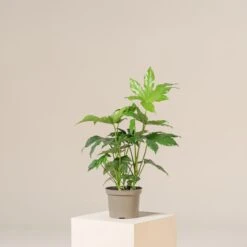 Fatsia Japonica -The Palm Centre Store FJA 2 2 scaled 1