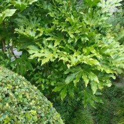 Fatsia Japonica -The Palm Centre Store FJA 2 scaled 1