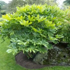 Fatsia Japonica -The Palm Centre Store FJA 3 scaled 1