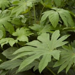 Fatsia Japonica -The Palm Centre Store FJA 4 2 scaled 1