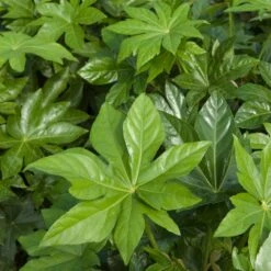 Fatsia Japonica -The Palm Centre Store FJA 5 scaled 1