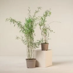 Fargesia Jiuzhaigou 1