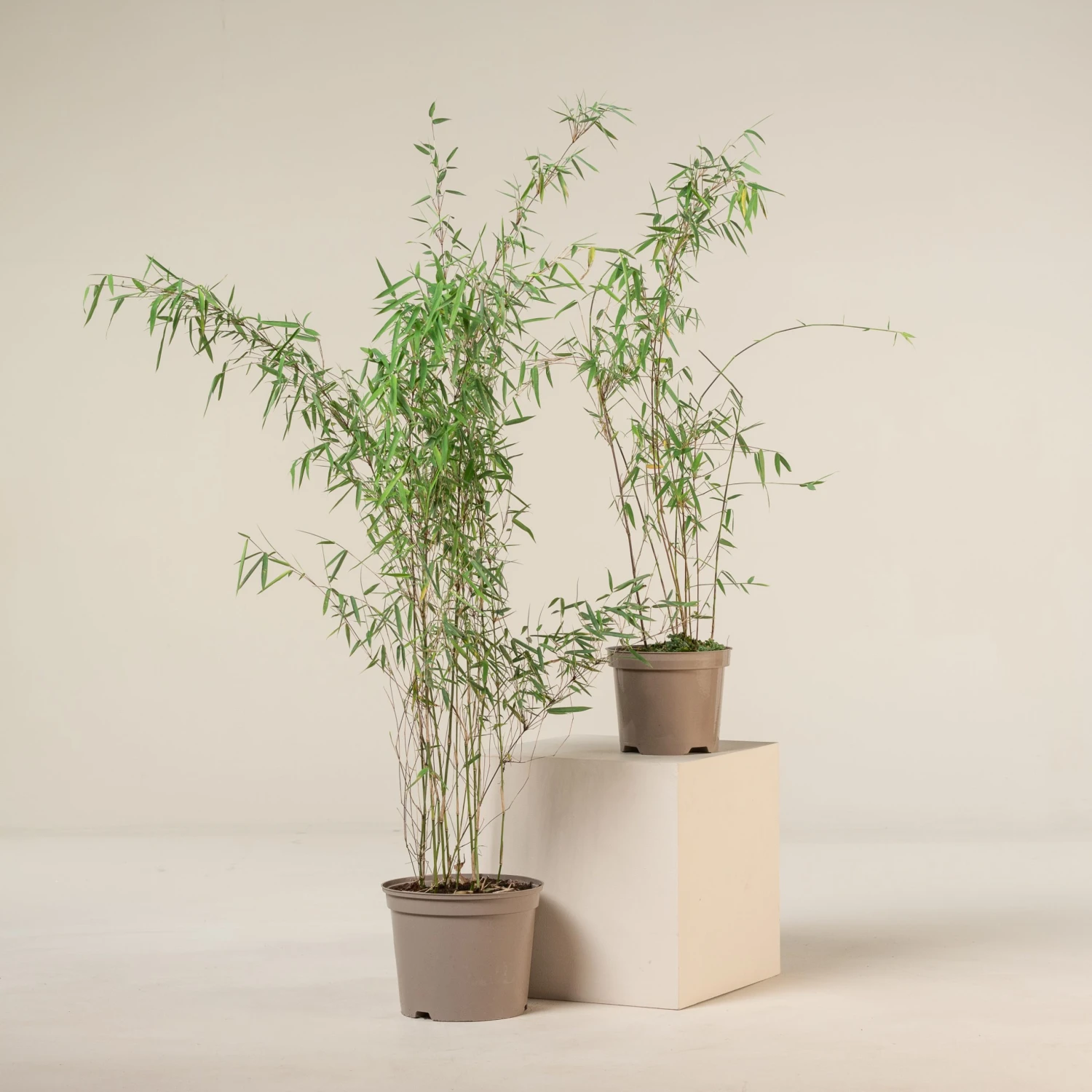 Fargesia Jiuzhaigou 1 1 Fargesia Jiuzhaigou 1