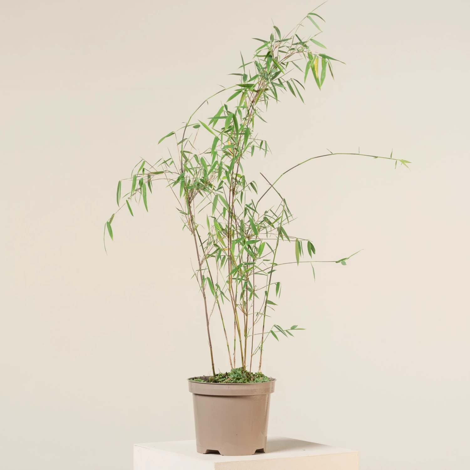 Fargesia Jiuzhaigou 1 2 Fargesia Jiuzhaigou 1 - Image 2