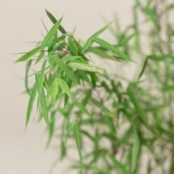 Fargesia Jiuzhaigou 1 17 Fargesia Jiuzhaigou 1 -The Palm Centre Store FJI 2 scaled 1