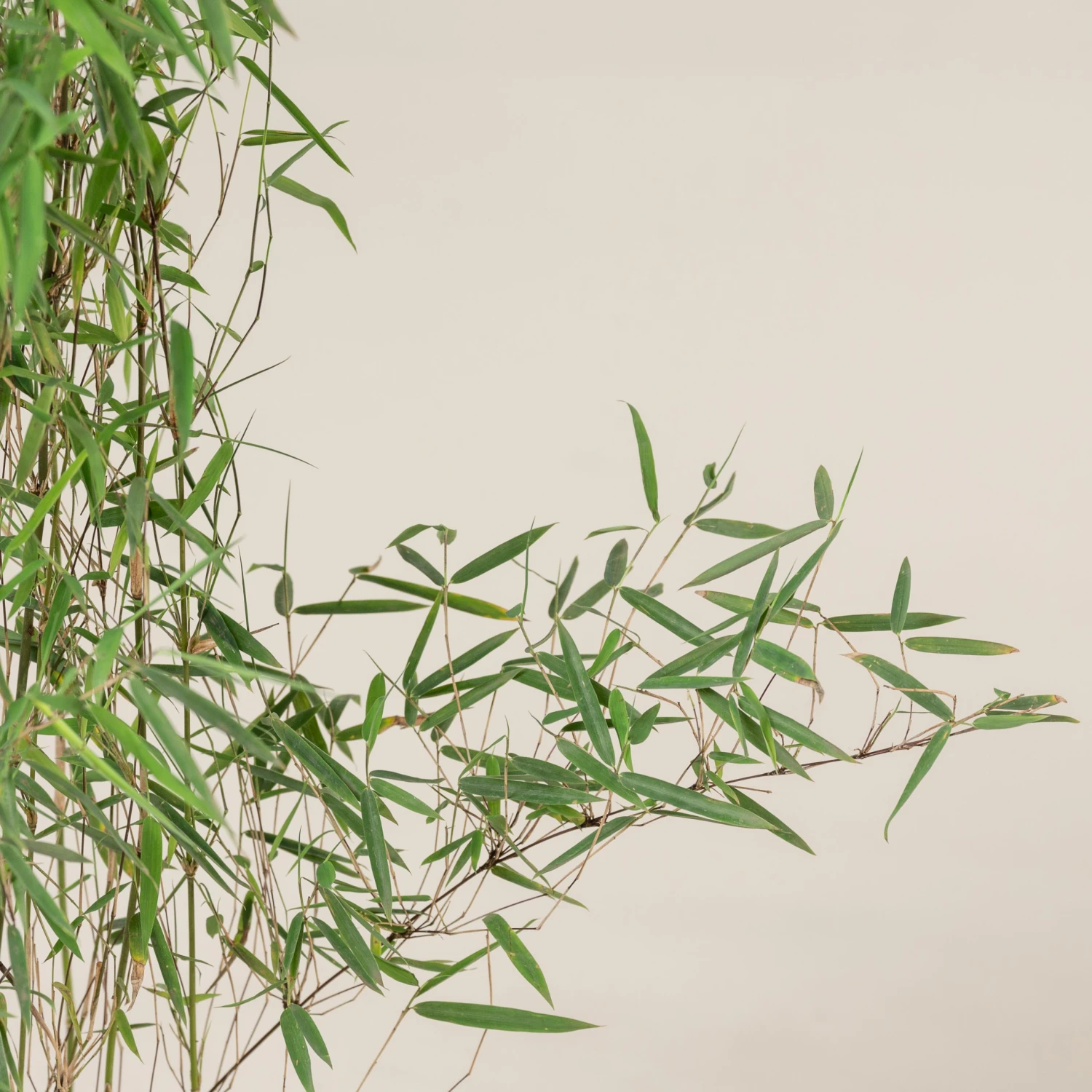 Fargesia Jiuzhaigou 1 8 Fargesia Jiuzhaigou 1 - Image 8