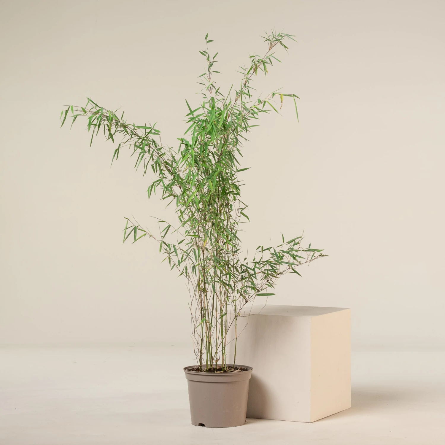 Fargesia Jiuzhaigou 1 3 Fargesia Jiuzhaigou 1 - Image 3