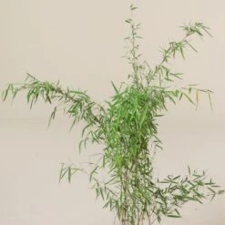 Fargesia Jiuzhaigou 1 14 Fargesia Jiuzhaigou 1 -The Palm Centre Store FJI 5 scaled 1