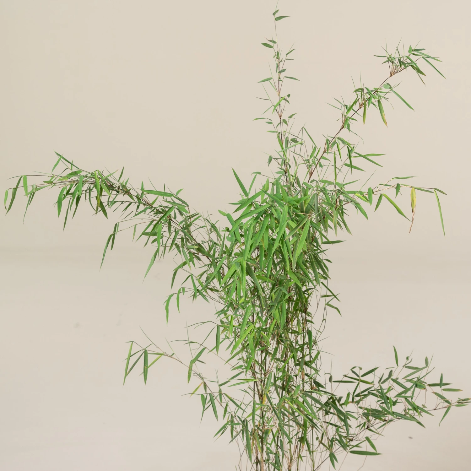 Fargesia Jiuzhaigou 1 6 Fargesia Jiuzhaigou 1 - Image 6