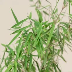 Fargesia Jiuzhaigou 1 15 Fargesia Jiuzhaigou 1 -The Palm Centre Store FJI 6 scaled 1