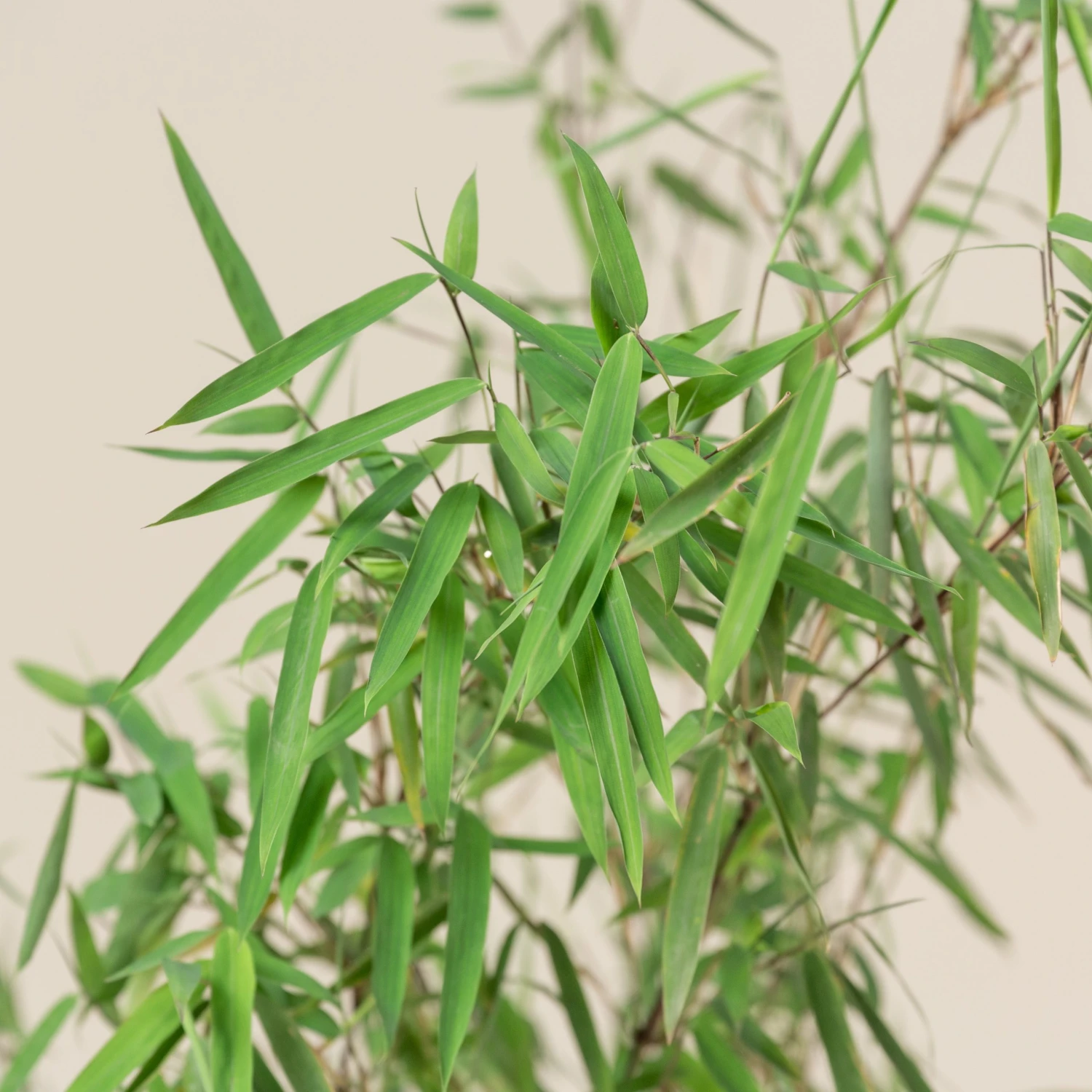 Fargesia Jiuzhaigou 1 7 Fargesia Jiuzhaigou 1 - Image 7