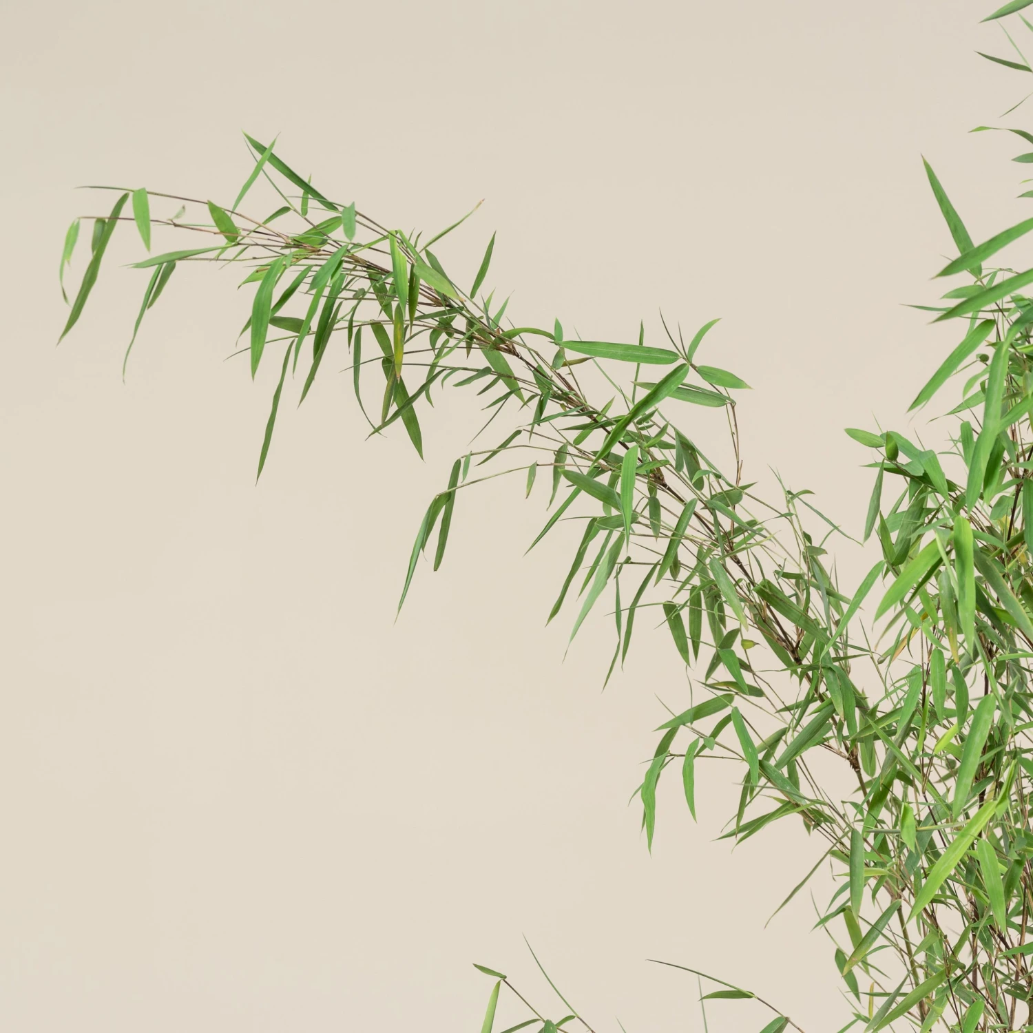 Fargesia Jiuzhaigou 1 4 Fargesia Jiuzhaigou 1 - Image 4