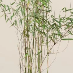 Fargesia Jiuzhaigou 1 13 Fargesia Jiuzhaigou 1 -The Palm Centre Store FJI 9 scaled 1