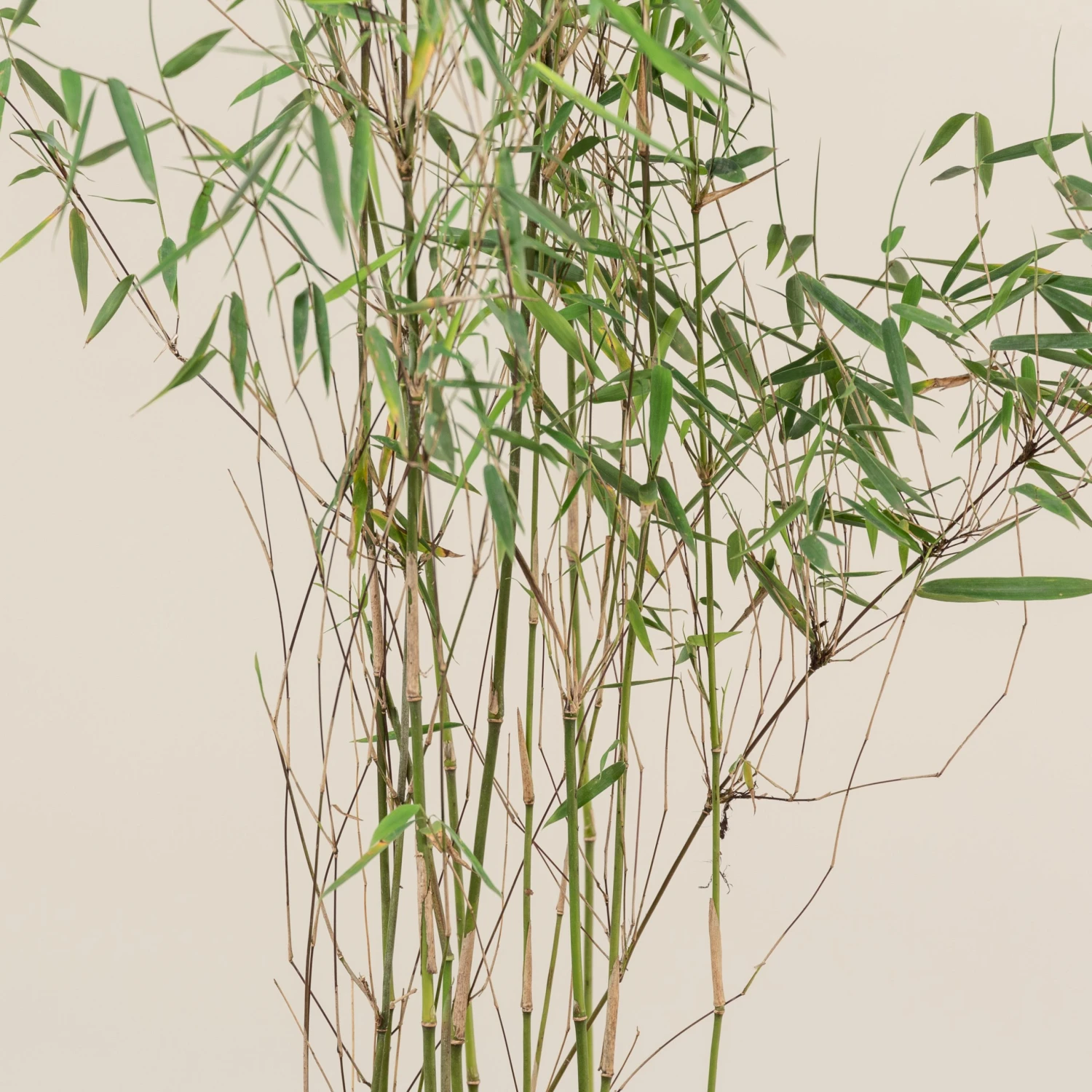 Fargesia Jiuzhaigou 1 5 Fargesia Jiuzhaigou 1 - Image 5