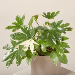 Fatsia Japonica ‘Variegata’ -The Palm Centre Store FJV 6199524f133a4