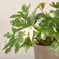 Fatsia Japonica ‘Variegata’ -The Palm Centre Store FJV 61995253bb3c2