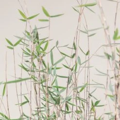 Fargesia Jiuzhaigou ‘Deep Purple’ -The Palm Centre Store FPU 2 scaled 1