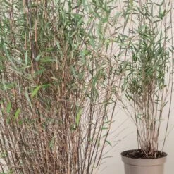 Fargesia Jiuzhaigou ‘Deep Purple’ -The Palm Centre Store FPU 3 scaled 1