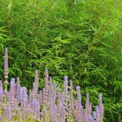 Fargesia Robusta ‘Campbell’ 22 Fargesia Robusta ‘Campbell’ -The Palm Centre Store FRC 1 scaled 1