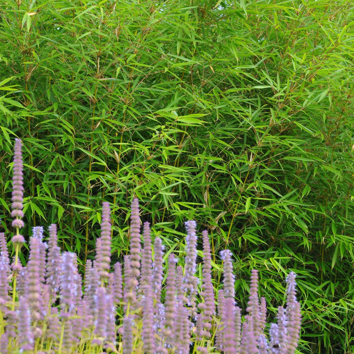 Fargesia Robusta ‘Campbell’ 7 Fargesia Robusta ‘Campbell’ - Image 7