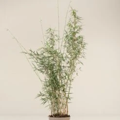 Fargesia Robusta ‘Campbell’ 24 Fargesia Robusta ‘Campbell’ -The Palm Centre Store FRC 2 scaled 1