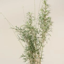 Fargesia Robusta ‘Campbell’ 31 Fargesia Robusta ‘Campbell’ -The Palm Centre Store FRC 3 scaled 1