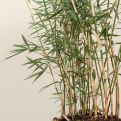 Fargesia Robusta ‘Campbell’ 25 Fargesia Robusta ‘Campbell’ -The Palm Centre Store FRC 4 scaled 1