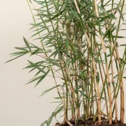 Fargesia Robusta ‘Campbell’ 30 Fargesia Robusta ‘Campbell’ -The Palm Centre Store FRC 5 scaled 1