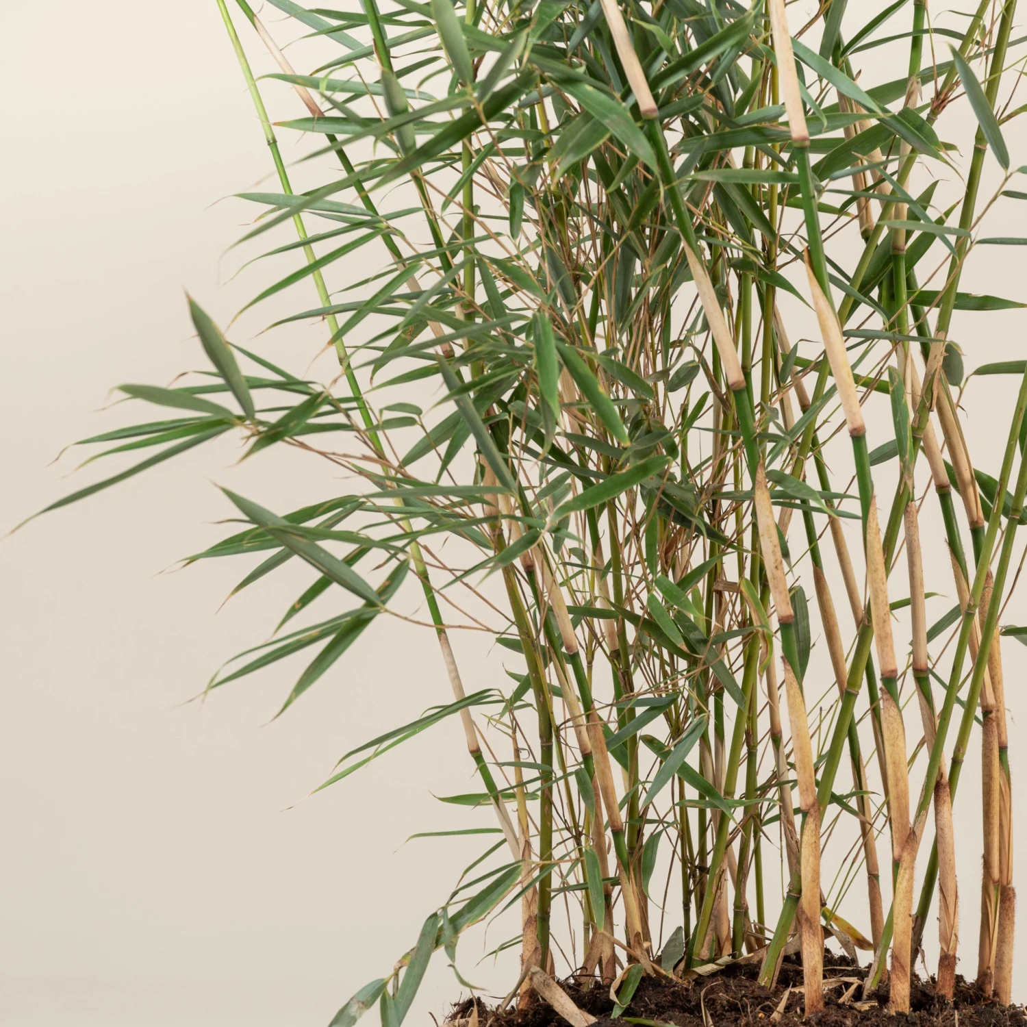 Fargesia Robusta ‘Campbell’ 15 Fargesia Robusta ‘Campbell’ - Image 15