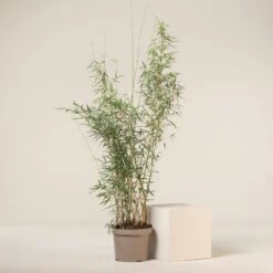 Fargesia Robusta ‘Campbell’ 27 Fargesia Robusta ‘Campbell’ -The Palm Centre Store FRC 7 scaled 1